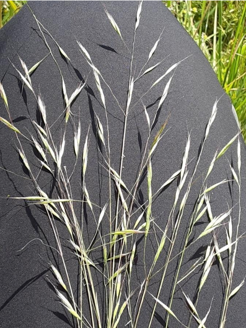 Invasive annual grasses in Montana