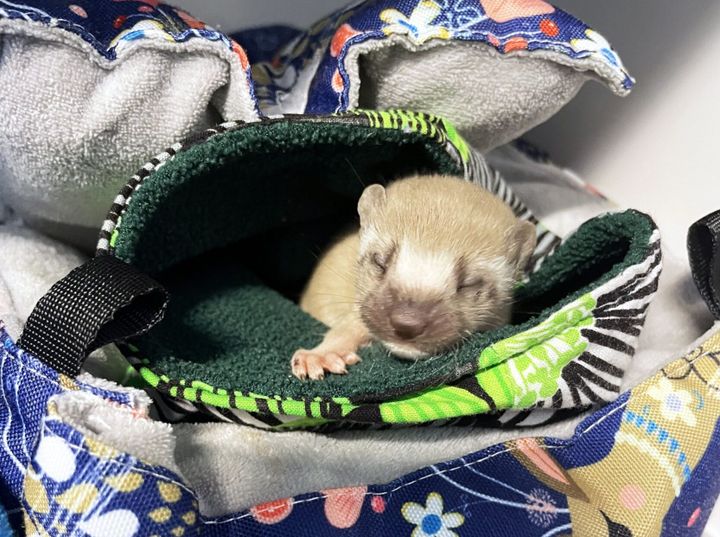 Orphaned weasel returns to wild after 70 days in care