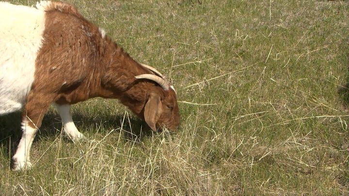 Eat, Bleat, Repeat: Montana goat company helps landowners reduce wildfire fuels