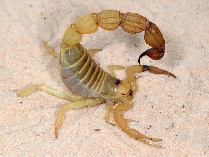 Scientists discover scorpions’ sting fortified with metal