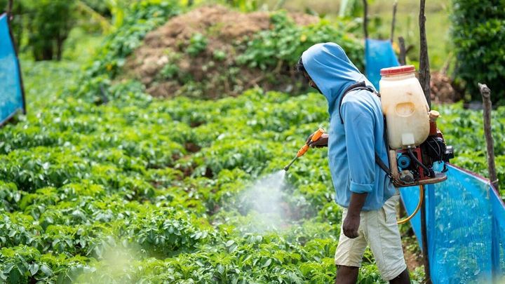 Pesticides on produce may play role in lung cancer in non-smokers
