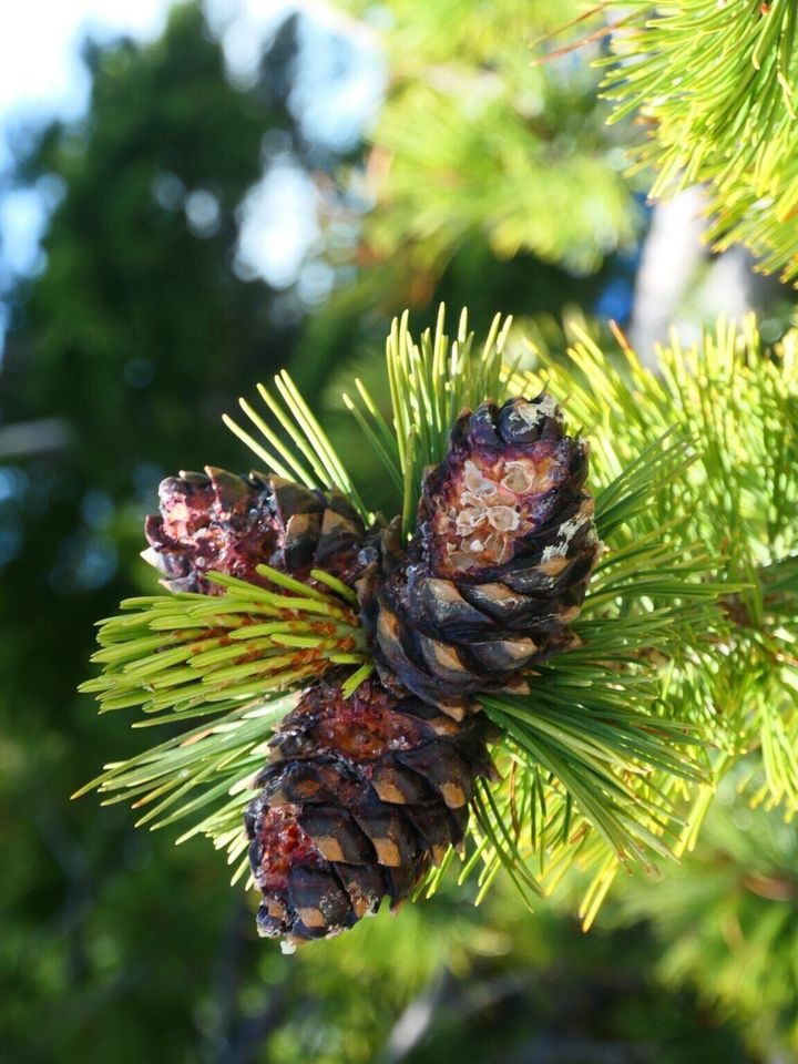 Lawsuit claims Forest Service project will harm whitebark pine near Yellowstone