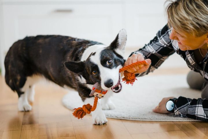 Want to be closer to your dog? Study says play more