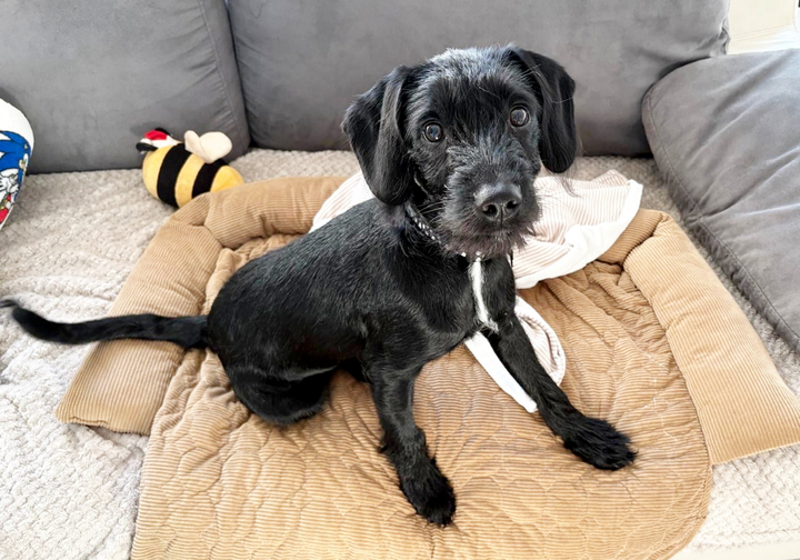 Puppy gets emergency surgery after swallowing metal badge