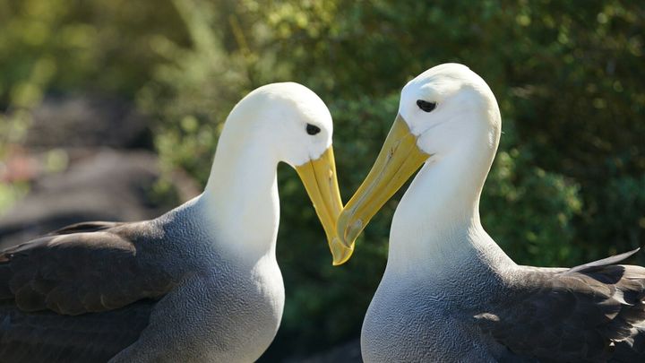Climate change threatens iconic seabird species with extinction