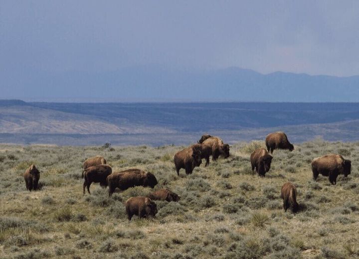 Conservationists appeal Trump admin’s plan to evict bison from Montana public land: American Prairie and Western Watersheds Project say the changes amount to illegal rule-making