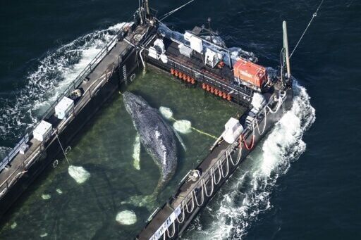 Stranded whale 'Timmy' released into North Sea in dramatic rescue