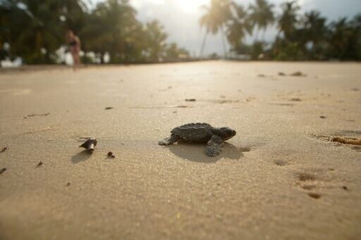 Gabon battles for baby sea turtles' survival