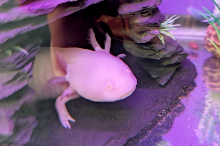 Thousands of axolotls abandoned after Minecraft, Fortnite boom