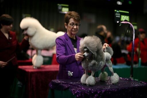 Grooming makes Crufts debut as UK dog show widens offer