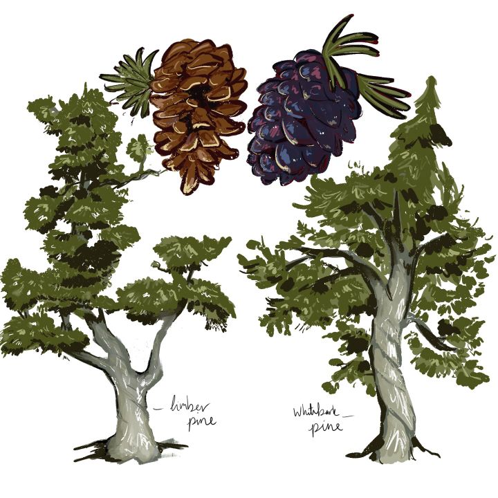 MSU researcher highlights physiological differences between whitebark pine and limber pine