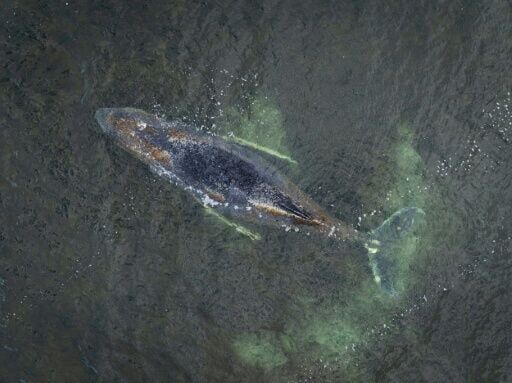 Germany halts rescue efforts for stranded whale