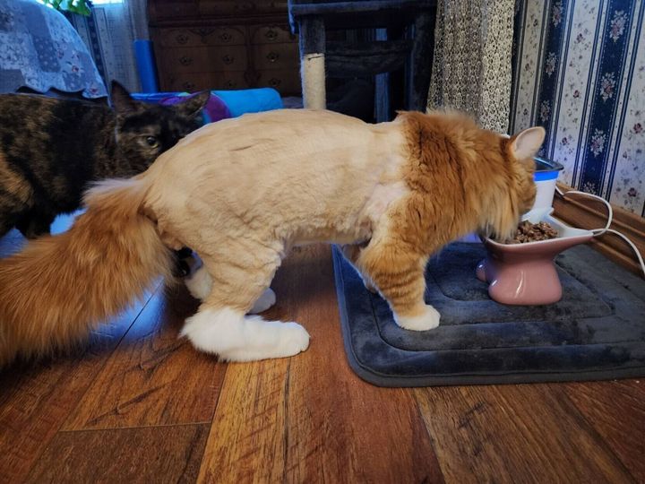 Cat lost after boarding FedEx truck