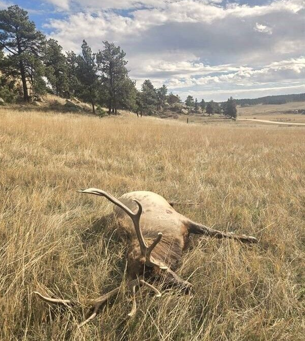 Are game wardens flying blind in fight against poachers? Critics question data.