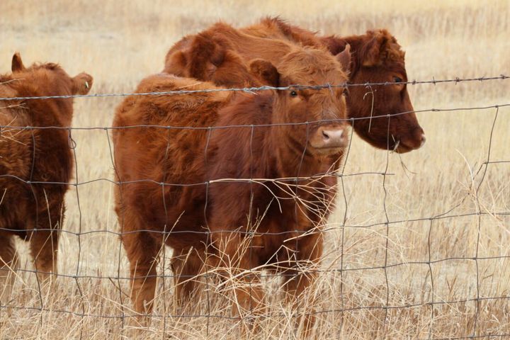 Texas screwworm cases addressed by the Montana Department of Livestock