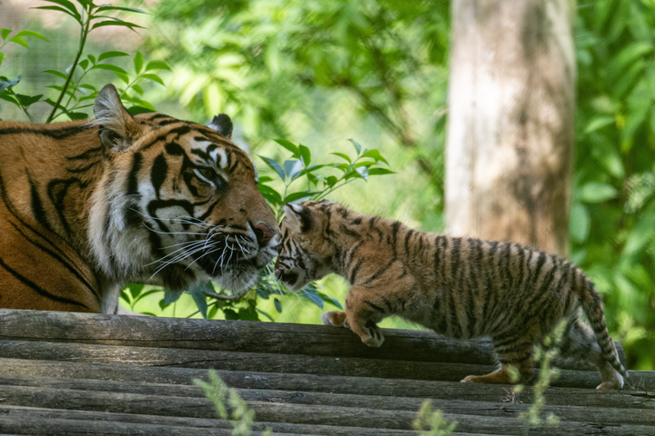 Birth of endangered tiger cubs huge win for conservation