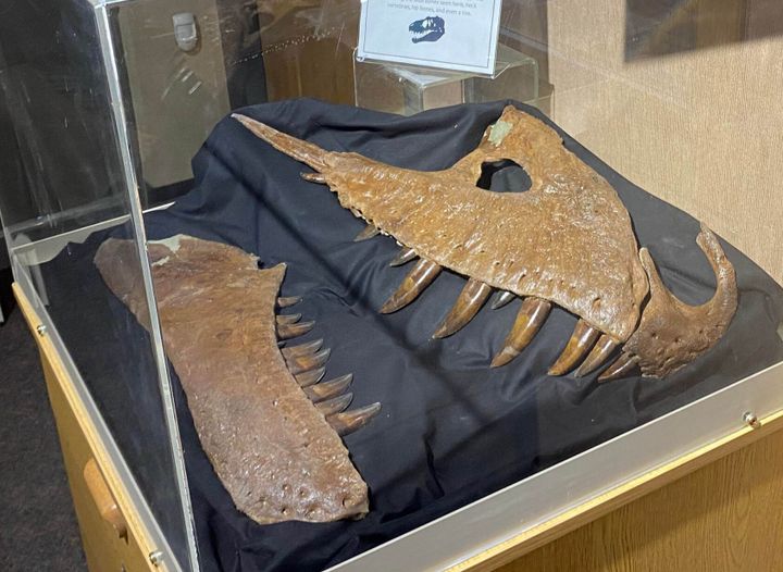 MSU student discovers new species of Tyrannosaur dinosaur