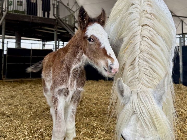 Rare Shire horse born at family-run farm
