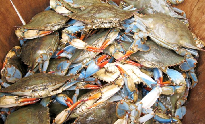 Study finds crabs hide to avoid cannibalism