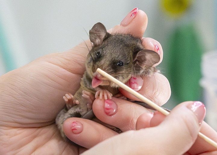 Critically endangered mountain pygmy possums successfully bred