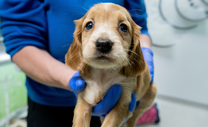 Cops seize 53 dogs from illegal breeder’s house