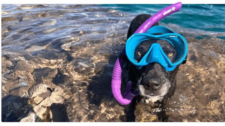 How to protect your pet's health and safety during the summer