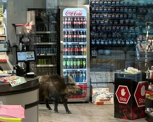 Police chase boar living high on the hog in Berlin mall