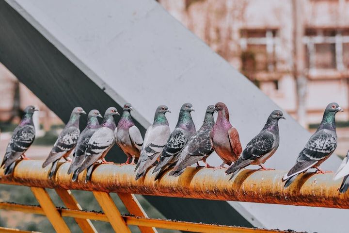 Pigeons navigate using magnetic sensors in livers