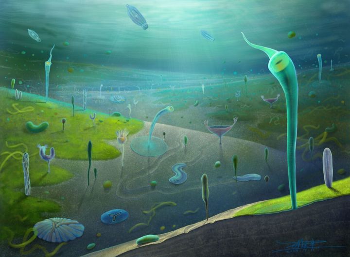 ‘Treasure trove’ reveals animal diversity began earlier than thought