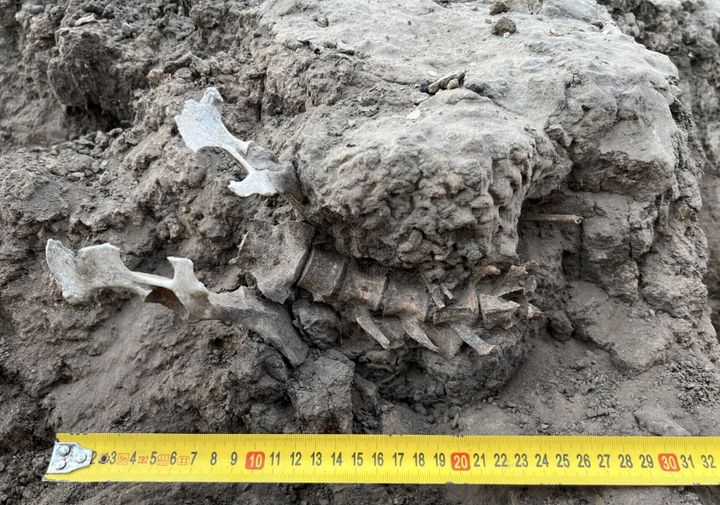 1,000-year-old dingo burial sheds light on ancient Australian culture