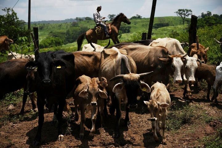 Soaring US beef prices likely to rise further thanks to trade tensions and disease outbreaks