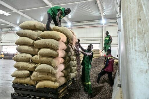 Ivory Coast cuts cocoa producer price by nearly 60 percent: govt