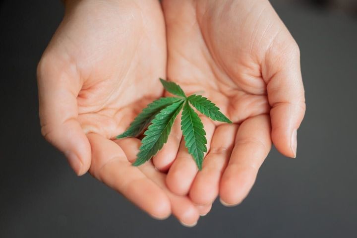 Does cannabis use raise risk of psychotic and bipolar disorders?