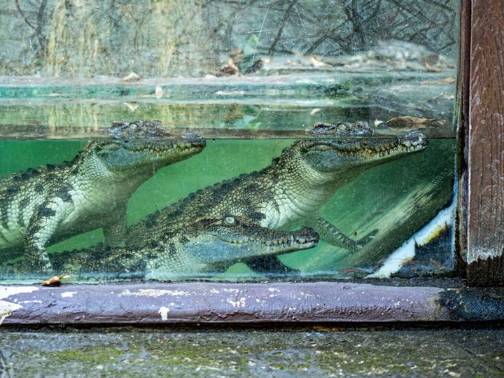 Research reveals crocodiles swam thousands of miles to survive