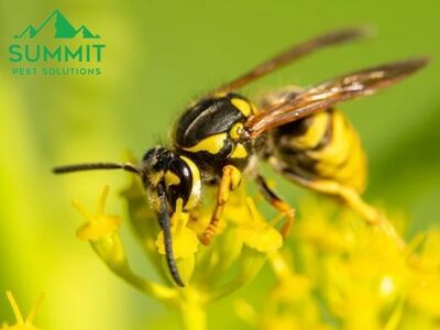 Summit Pest Solutions Shares Expert Advice on Maintaining a Pest-Free Environment in Guthrie