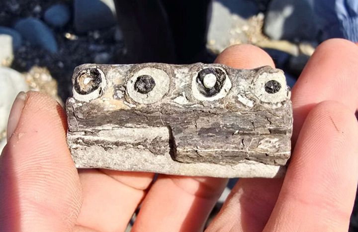 World’s oldest crocodile fossil discovered during walk on beach