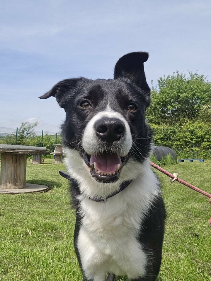 Dog tired of sheep life now wants to be with humans
