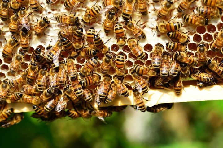Bumblebees able to problem solve despite having tiny brains