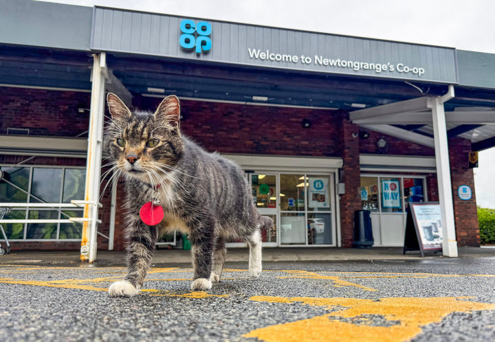 Beloved viral supermarket cat passes away