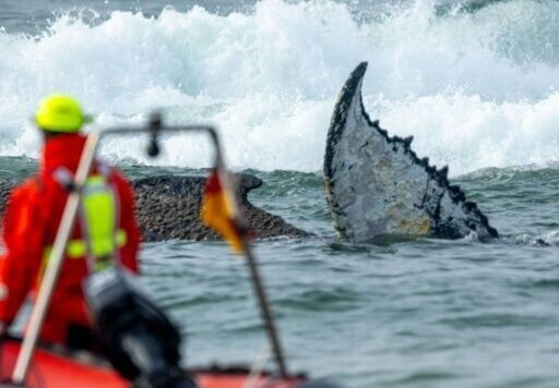 Outlook worsens for whale stranded on German coast