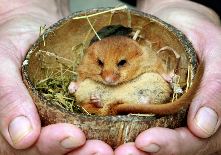 Can matchmaking save dormice from extinction?