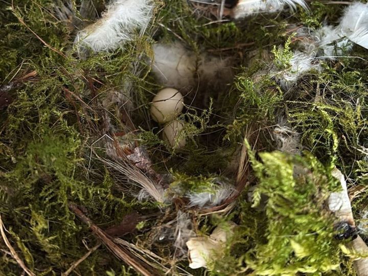 Pub goers asked to butt out after blue tits lay eggs in ashtray