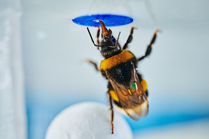 Scientists teach bumblebees how to ‘play football’