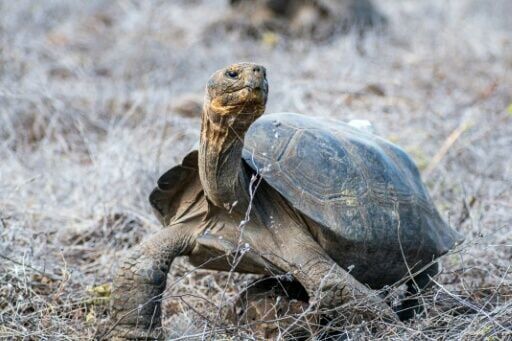 158 giant tortoises reintroduced to a Galapagos island