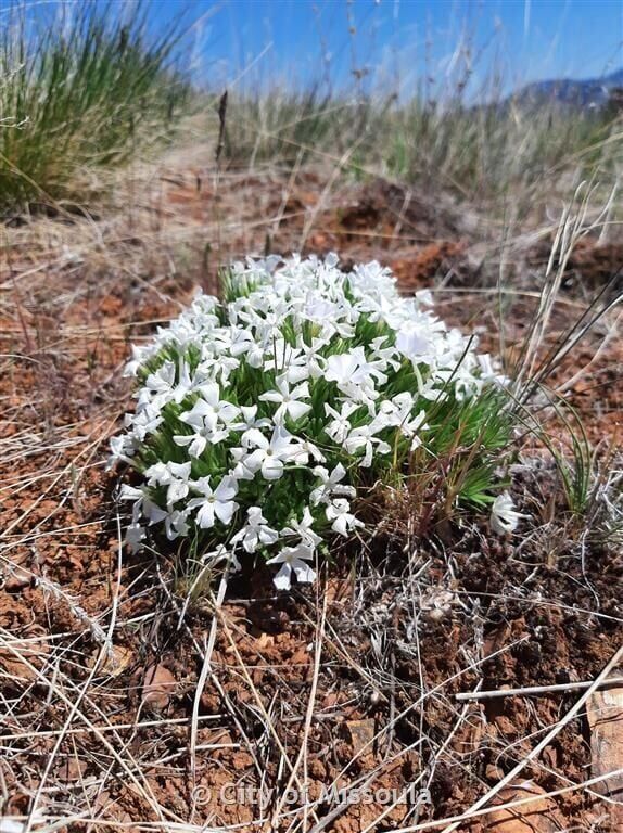 Waterworks Ridge leash rule aims to protect rare Missoula plant