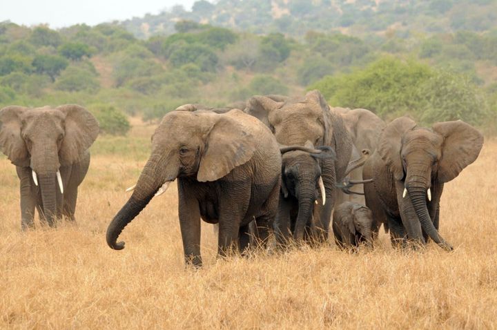 Inbreeding causing African elephants to be vulnerable to disease