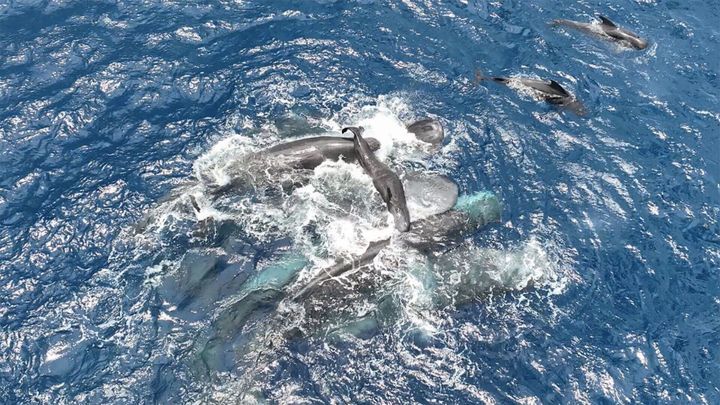 New research finds giving birth is a family affair for whales