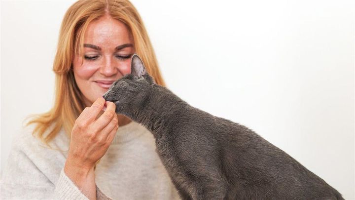 Why cat dental disease is often hidden until it’s advanced