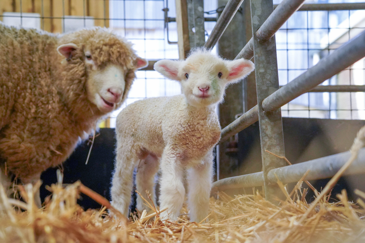 Farm celebrates newborn animals by naming them after cheese