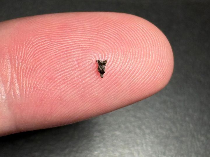 Teeny tiny fossil reveals clues about evolution of primates